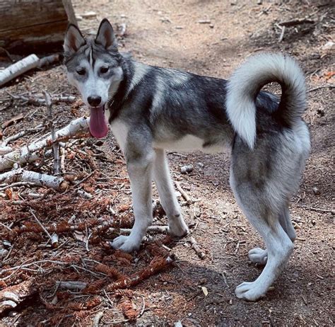 curled husky tail